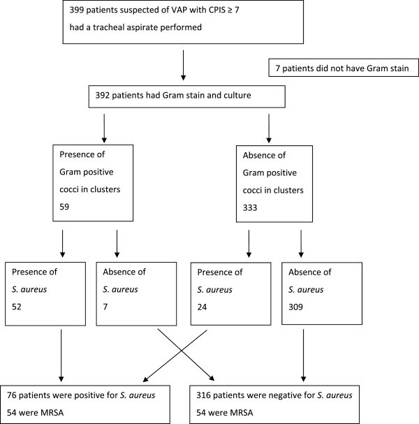 Accuracy of tracheal aspirate gram stain in predicting Staphylococcus  aureus infection in ventilator-associated pneumonia | BMC Anesthesiology |  Full Text