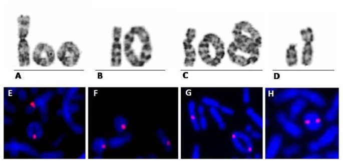 PDF] Mosaic ring chromosome 18, ring chromosome 18 duplication/deletion and  disomy 18: perinatal findings and molecular cytogenetic characterization by  fluorescence in situ hybridization and array comparative genomic  hybridization. | Semantic Scholar