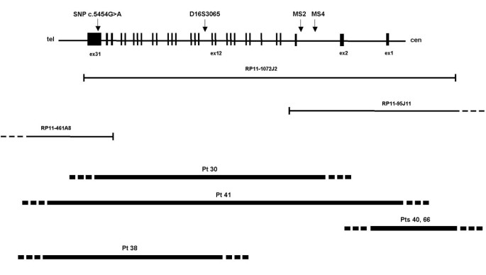 Rubinstein-Taybi Syndrome: spectrum of CREBBP mutations in Italian patients, BMC Medical Genetics