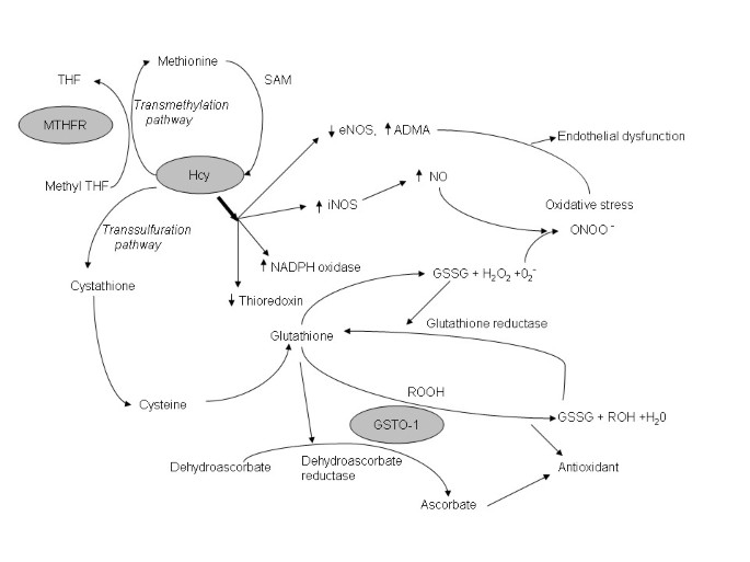 An analysis of Methylenetetrahydrofolate reductase and Glutathione  S-transferase omega-1 genes as modifiers of the cerebral response to  ischemia | BMC Neurology