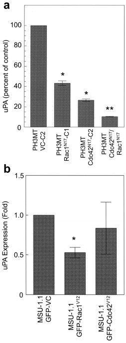 Heat shock (41°C, 1 h) inhibits both Rac and Cdc 42 activation and