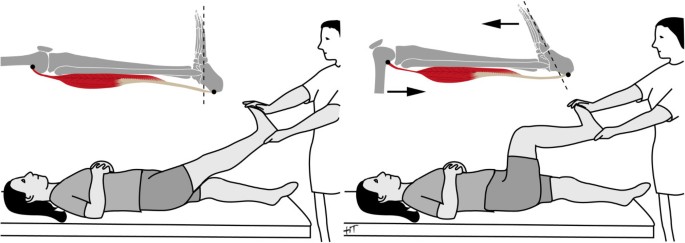 The influence of knee position on ankle dorsiflexion - a biometric