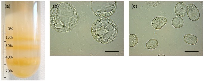 tobacco by 2 cells Tobacco BY-2 cell-free lysate: an alternative and highly-productive plant-based in vitro translation system | BMC Biotechnology tobacco by 2 cells Tobacco BY-2 cell-free lysate: an alternative and highly-productive plant-based in vitro translation system | BMC Biotechnology