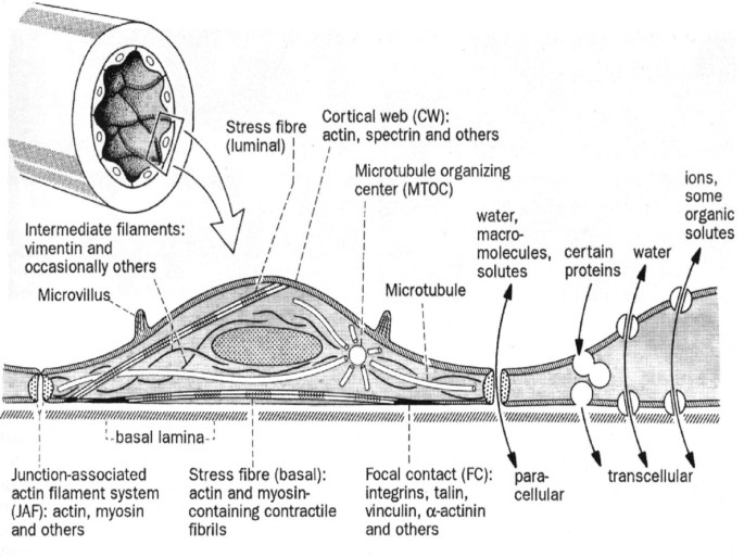 penile arterial endothelium has a lower glutathione level Endothelial dysfunction: comprehensive appraisal | Cardiovascular Diabetology Large Breeds C-Peptide as a Therapy Quantity:60 servings (Save 7%)
