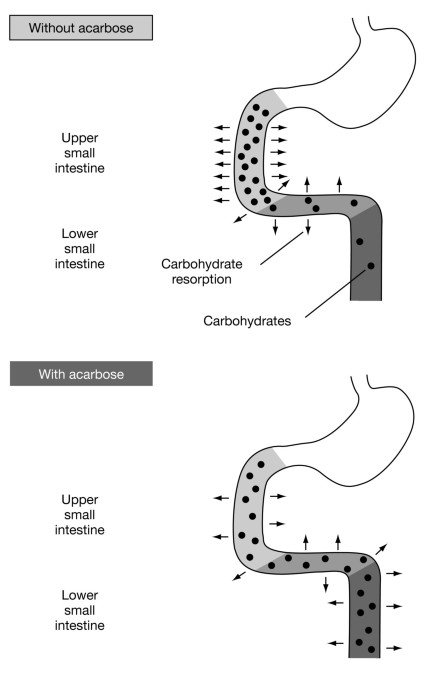 acarbose glp-1 Cardiovascular benefits and safety profile of acarbose therapy in  prediabetes and established type 2 diabetes | Cardiovascular Diabetology