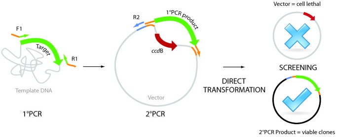 A high-throughput, restriction-free cloning and screening strategy based on  ccd B-gene replacement | Microbial Cell Factories | Full Text