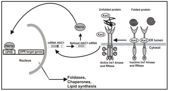 In situ hybridization analysis of mRNAs for Egam1c and the Prl gene