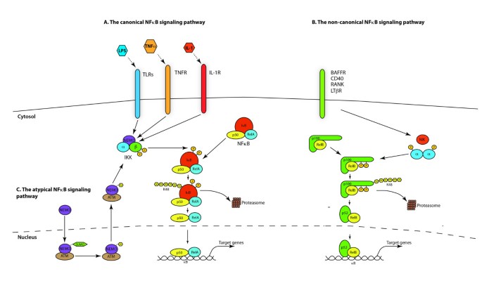 The complexity of NF-κB signaling in inflammation and cancer | Molecular  Cancer | Full Text