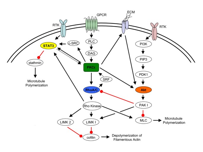 protein kinase c lipid activator signaling in and to the nucleus: Master kinases in transcriptional regulation Protein Kinase C - an