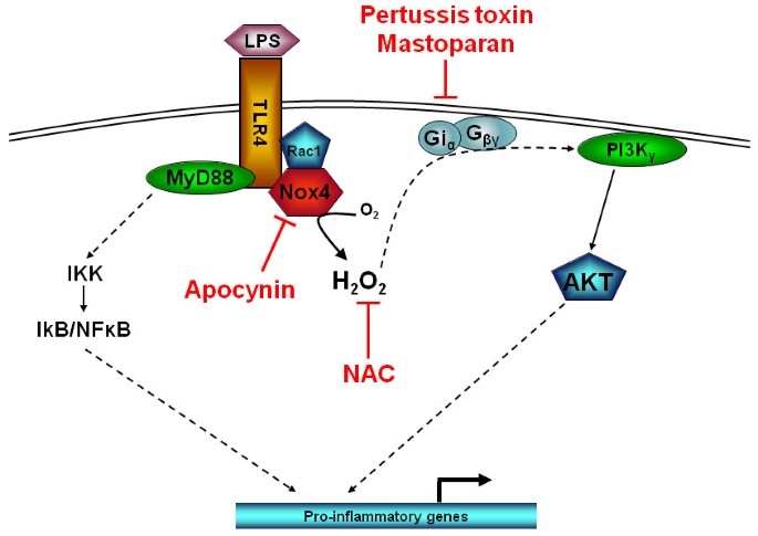 LPS induced inflammatory responses in human peripheral blood mononuclear  cells is mediated through NOX4 and Giα dependent PI-3kinase signalling |  Journal of Inflammation | Full Text