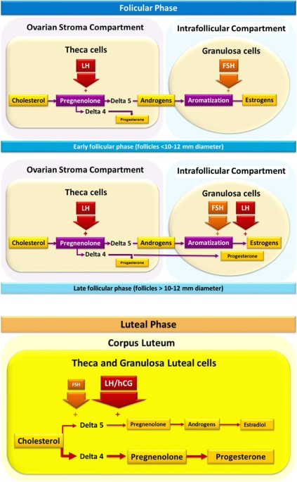 Luteal Phase Ovarian Stimulation versus Follicular Phase Ovarian  Stimulation results in different Human Cumulus cell genes expression: A  pilot study
