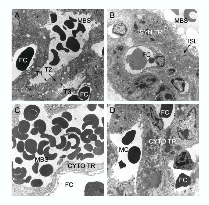 Comparative aspects of trophoblast development and placentation