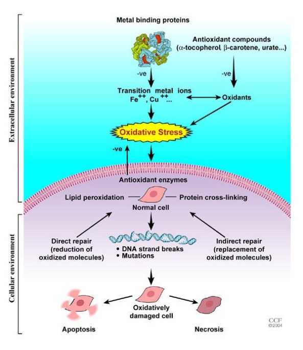 Role of oxidative stress in female reproduction | Reproductive Biology and  Endocrinology