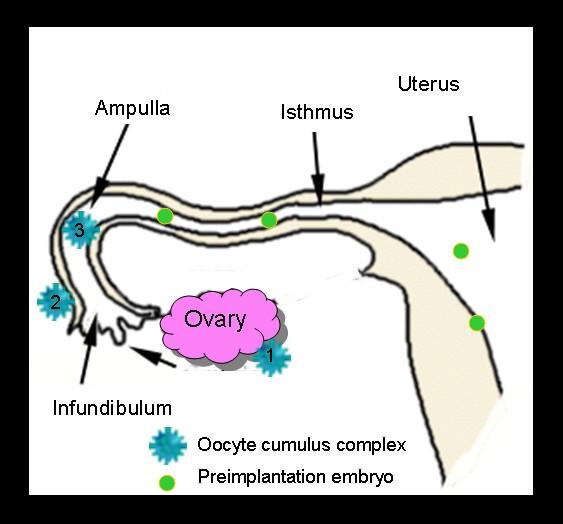 Smoking and reproduction: The oviduct as a target of cigarette smoke |  Reproductive Biology and Endocrinology