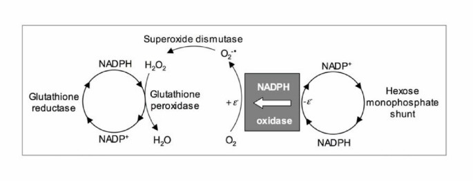 glutathione reductase with nadph Reactive oxygen species in spermatozoa: methods for monitoring and  significance for the origins of genetic disease and infertility |  Reproductive Biology and Endocrinology