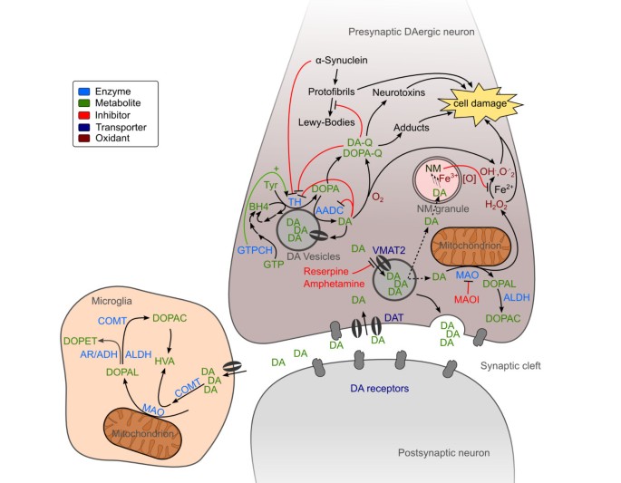 does glutathione increase dopamine Complexity of dopamine metabolism | Cell Communication and Signaling