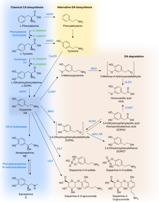 Peroxynitrite Inactivation of Tyrosine Hydroxylase: Mediation by Sulfhydryl  Oxidation, not Tyrosine Nitration