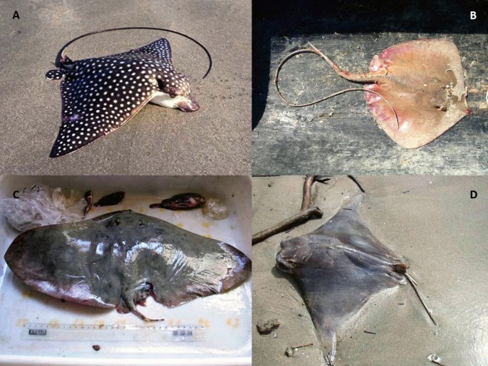 PDF) A systematic revision of the South American freshwater stingrays  (Chondrichthyes: Potamotrygonidae)