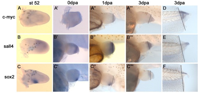 Examination of ZEB2J cultures for ES cell characteristics. (A) Cells at