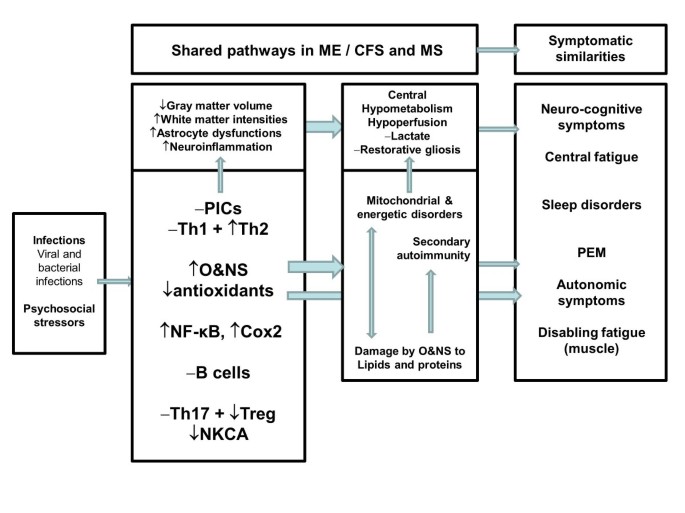 Myalgic encephalomyelitis/chronic fatigue syndrome and encephalomyelitis disseminata/multiple sclerosis show remarkable levels of similarity in phenomenology and neuroimmune characteristics | BMC Medicine