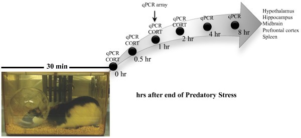 Probability (Prob.) of perceived stress based on mouse speed and