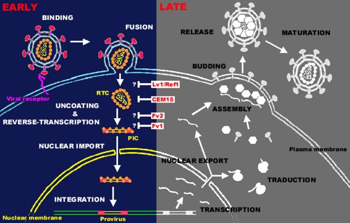 Early steps of retrovirus replicative cycle | Retrovirology | Full Text