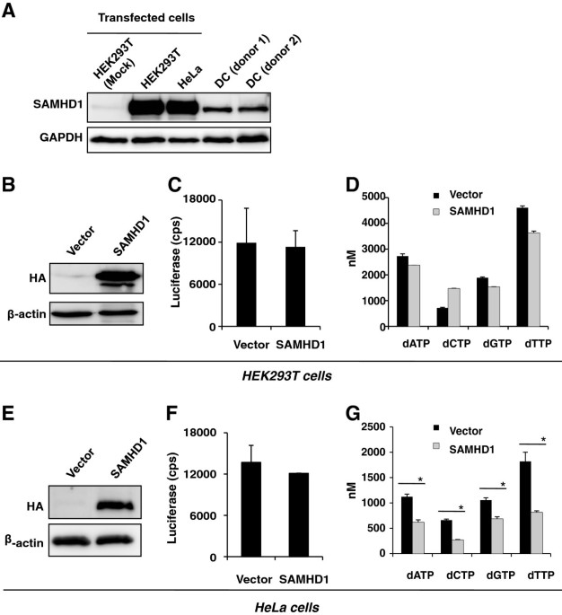 Hiding in Plain Sight: How HIV Evades Innate Immune Responses: Cell