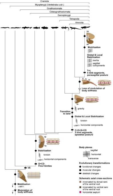 Simplified phylogeny with hypothetical steps in pectoral girdle