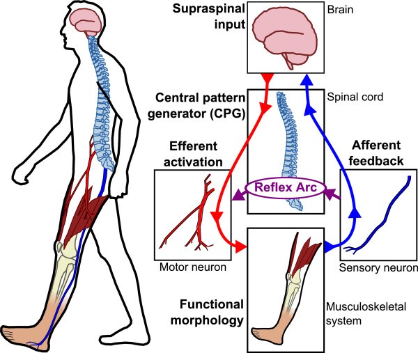 Control strategies for active lower extremity prosthetics and orthotics: a  review, Journal of NeuroEngineering and Rehabilitation