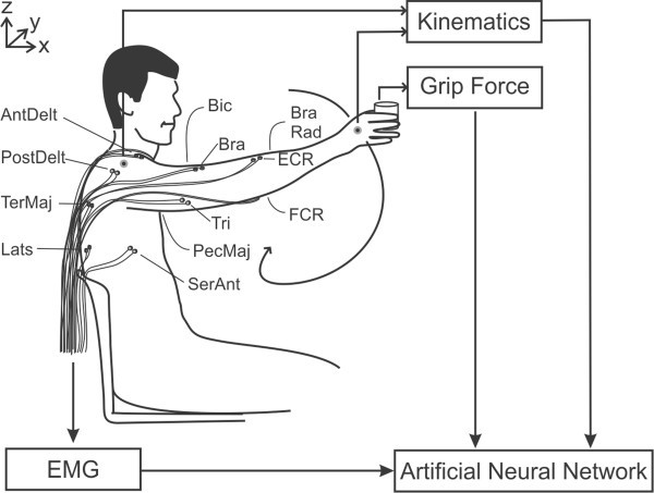 Electromyographic evaluation of upper limb muscles involved in armwrestling  sport simulation during dynamic and static conditions - ScienceDirect