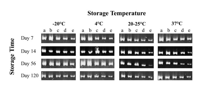 Chromatography Paper Strips