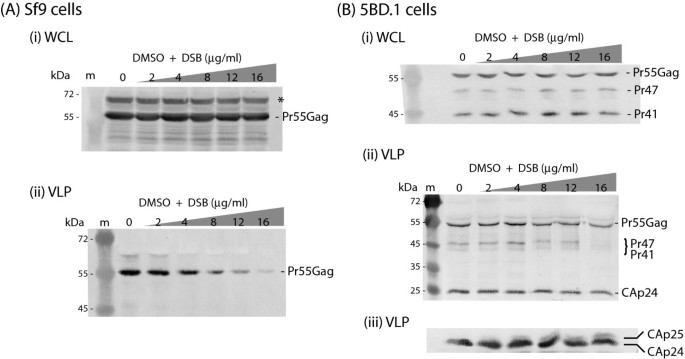 Role of the LXX repeats of the HIV-1 and SIV sm Gag p6 domain in Vpr