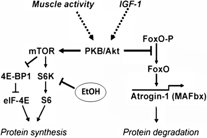 igf-1 lr3 effect on testosterone suppression post cycle Alcohol consumption and hormonal alterations related to muscle hypertrophy: a review | Nutrition & Metabolism IGF-1 LR3: Dosage, Results, and