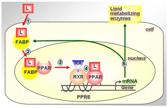 l'carnitine complex taken with conjugated linoleic acid acids as functional food: an insight into their health benefits | Nutrition & Metabolism Quantity:2 ea perricone md essential fx Wet Food
