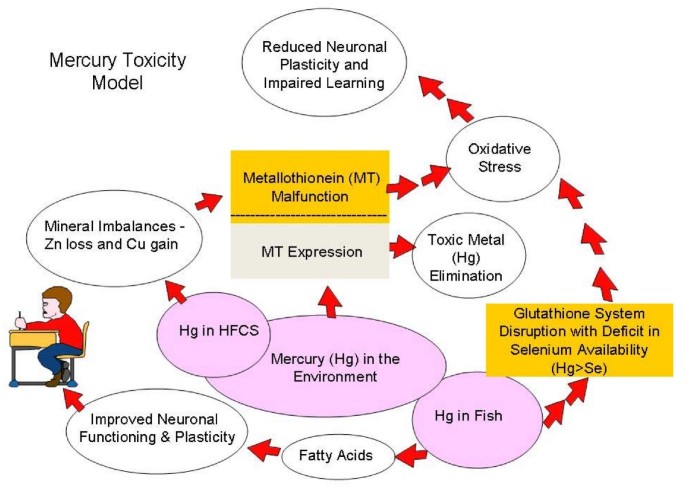 Mercury exposure, nutritional deficiencies and metabolic disruptions may affect learning in children | Behavioral and Brain Functions
