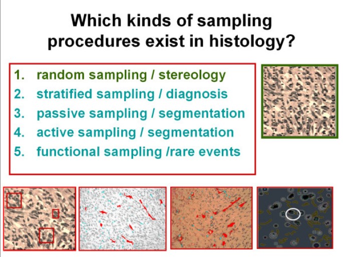 Lynn & Becker's classification of sample types included in their