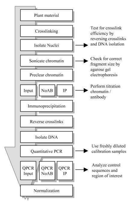 Chromatin Immunoprecipitation (ChIP) of Histone Modifications from  Saccharomyces cerevisiae