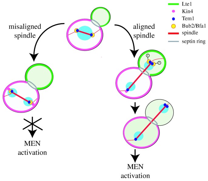 Figure 1 from The spindle position checkpoint: how to deal with spindle  misalignment during asymmetric cell division in budding yeast. | Semantic  Scholar