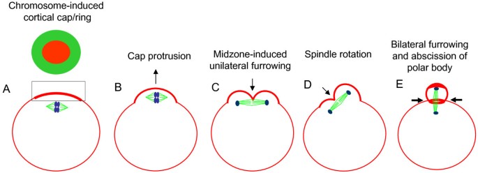Mechanism of the chromosome-induced polar body extrusion in mouse eggs |  Cell Division | Full Text