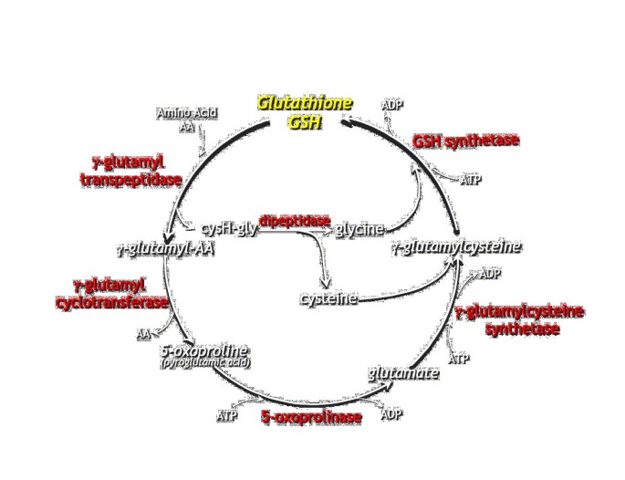 Inborn errors in the metabolism of glutathione | Orphanet Journal of Rare  Diseases