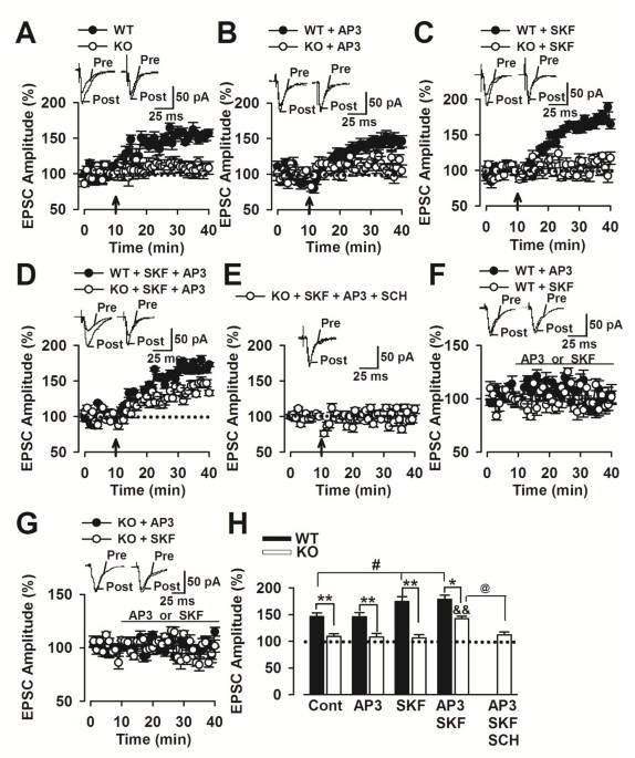 Effects of local perfusion of alpha-methyl-p-tyrosine (AMPT; 100 µM) on