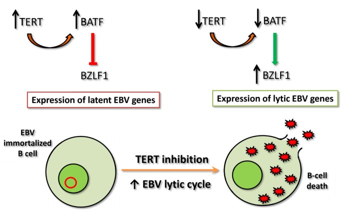 Upregulation of IQGAP2 by EBV transactivator Rta and its influence on EBV  life cycle