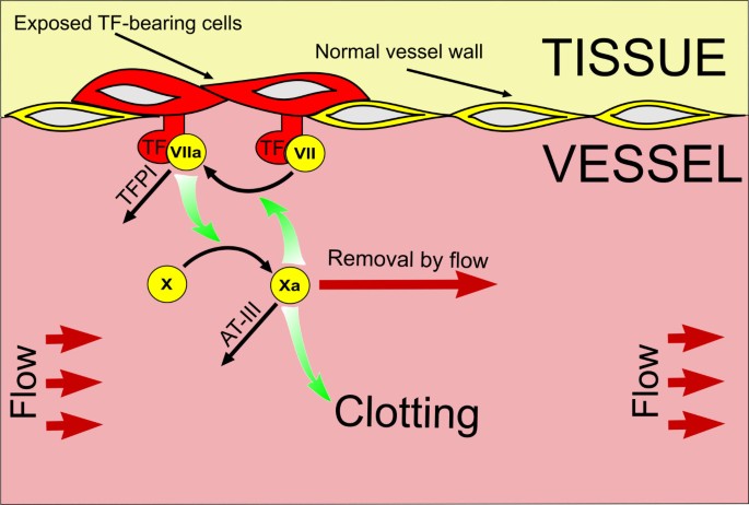 Staph's activation of blood clotting, VUMC Reporter