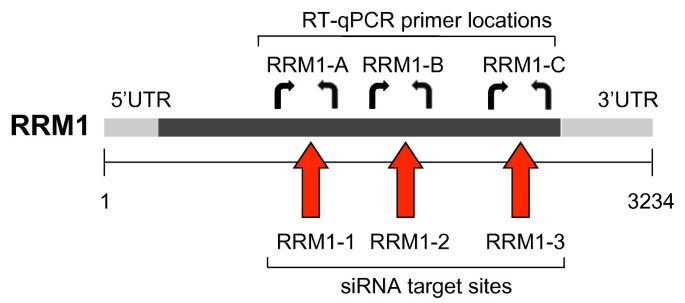 The importance of RT-qPCR primer design for the detection of siRNA-mediated mRNA silencing | BMC Research Notes