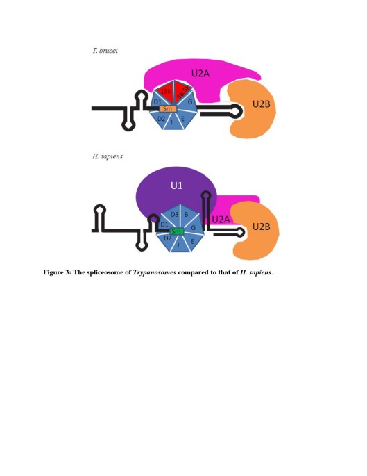 The role played by alternative splicing in antigenic variability in