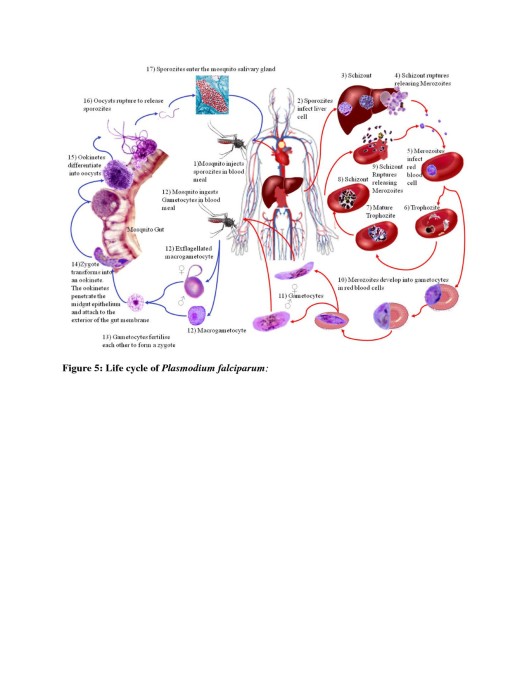 The role played by alternative splicing in antigenic variability in human  endo-parasites, Parasites & Vectors