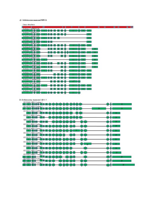 The role played by alternative splicing in antigenic variability in human  endo-parasites, Parasites & Vectors