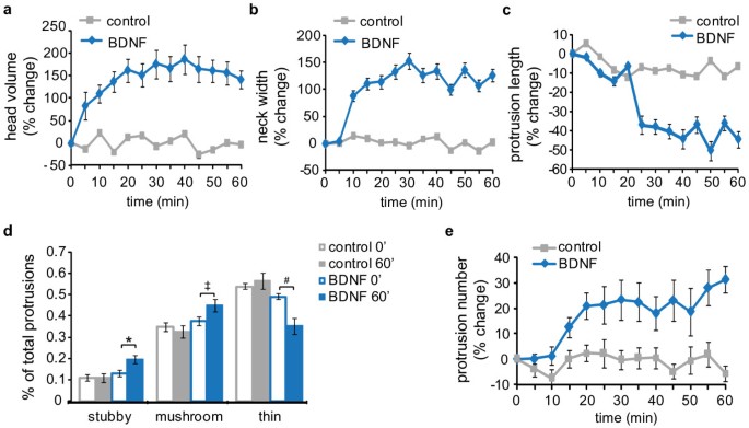 Dendritic spine formation and synapse maturation in transcription