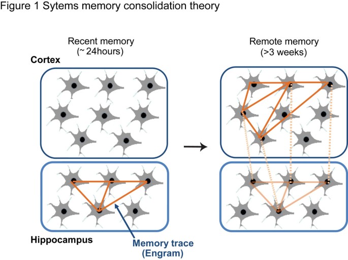 Engram neurons: Encoding, consolidation, retrieval, and forgetting of memory