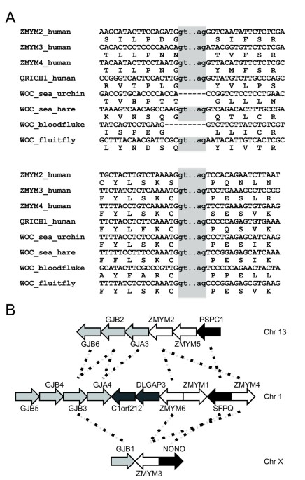 Both Oct-1 POU and λ cI activate transcription by recruiting a core